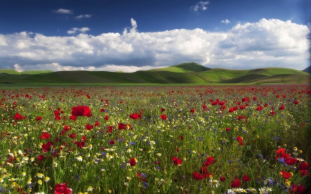 flowers - cool, flowers, field, fun, nature