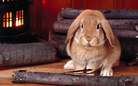 Adorable rabbit! - adorable, animals, fireplace, wallpaper, pet, wood, hd, rabbit, brown, cute