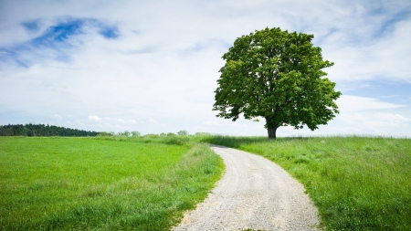 road in a field - cool, field, fun, tree, nature