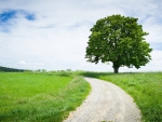 road in a field