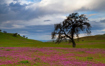 flowers in a field - flowers, fun, nature, field, cool