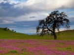 flowers in a field