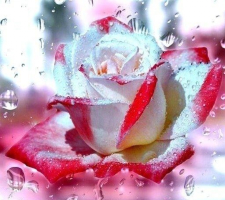 Wet rose - white, beauty, red, water, wet, rose, flower, drops