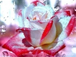 Wet rose