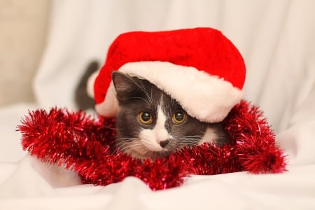 *** - holidays, christmas, happy, kitten