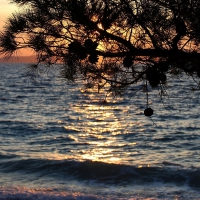 Pine Tree on the ocean Beach