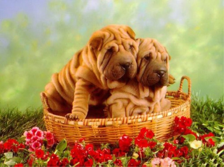 Two Lovely Puppies on the Basket