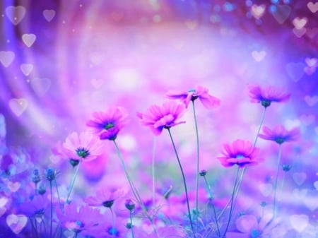 Cosmos - flowers, cosmos, pink, soft