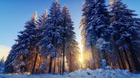 Winter Twilight - sunset, snow, firs, forest, sun