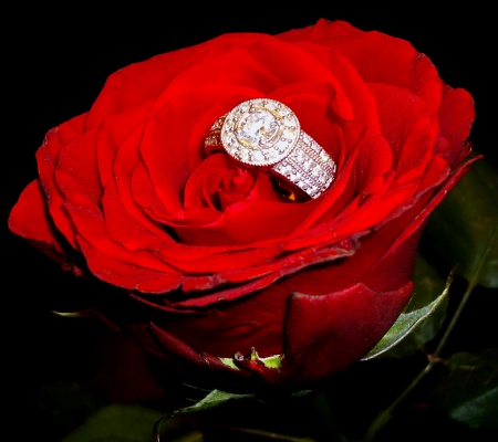 Red Rose - ring, romantic, rose, red