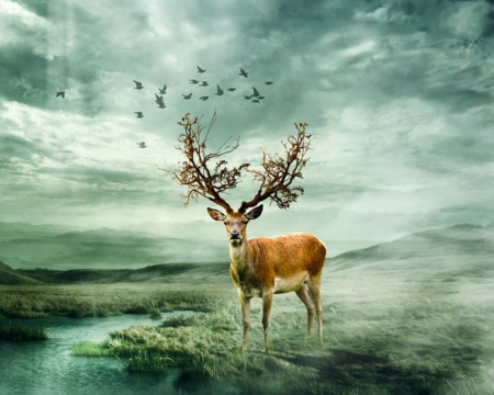 Der - animal, sky, deer, birds