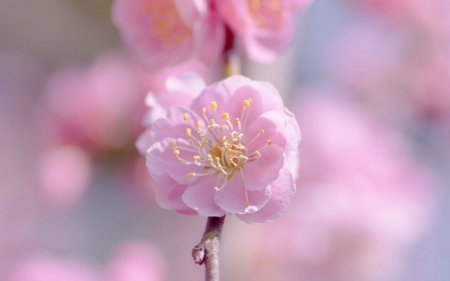 Pretty Pink - flowers, pink, nature, bloom