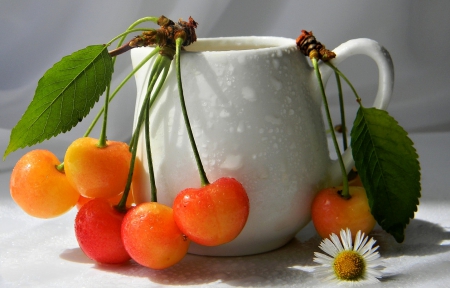 Still Life - white, cherries, still life, cup