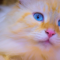 Beautiful Blue-Eyed Cat