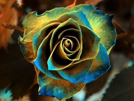 Rare beauty - rare, colored, black, rose