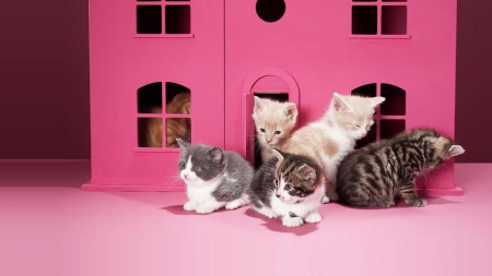 pink kittens house - cats, kittens, animals, pink house