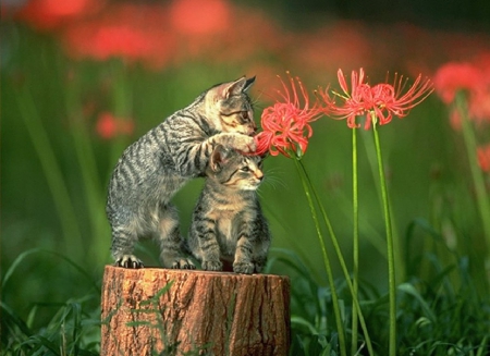 kittens in the garden - cats, kitten, animals, garden