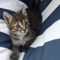 tabby kitten on a blue bed