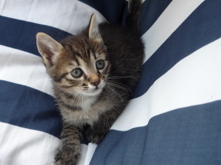 tabby kitten on a blue bed - blue bed, tabby kitten, animals, cats