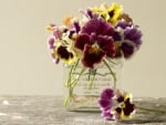 lovely pansies