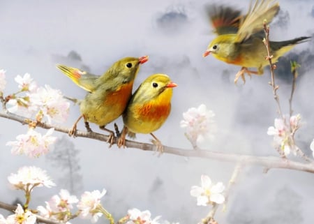 Lovely Birds - three, blossoms, lovely, cute, spring, birds