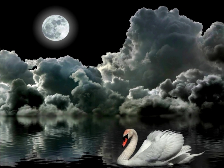 SWAN LAKE - moon, swan, lake, fullmoon