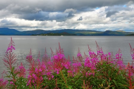 *** - lake, flower, flowers, nature, mountain