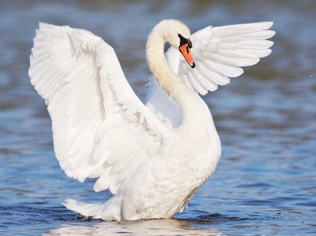 Swan - water, blue, fly, wings