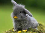 Bunny eating flower