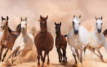 Horses - dust, brown, horse, animal