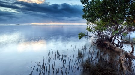 lake - lake, cool, fun, tre, nature