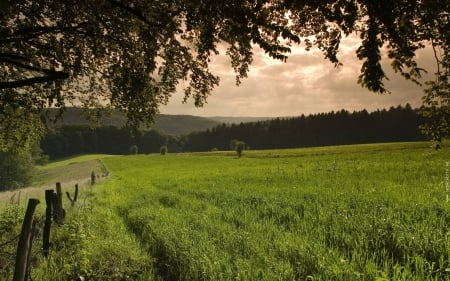 field - fun, nature, field, forest, cool