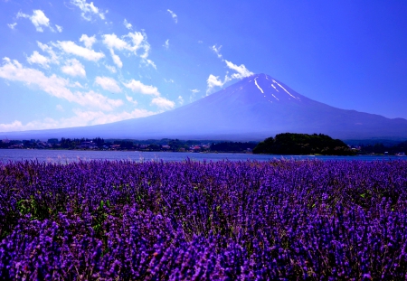 SPRING FIELD - fuji, spring, lavender, mountain