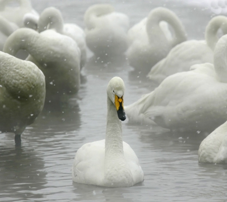 Swans - birds, white, swans, beauty, white water, lakes, animals