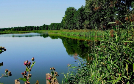 forest lake - nature, fun, lake, forest, cool