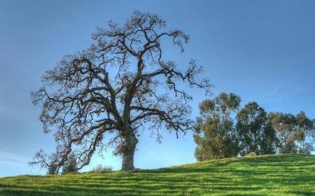 trees in a field - cool, field, fun, trees, nature