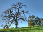 trees in a field