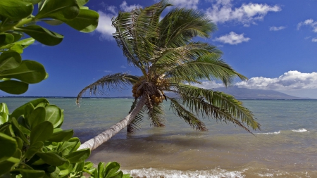 Beach - beach, leaves, skv, verer, sea, palm, waves