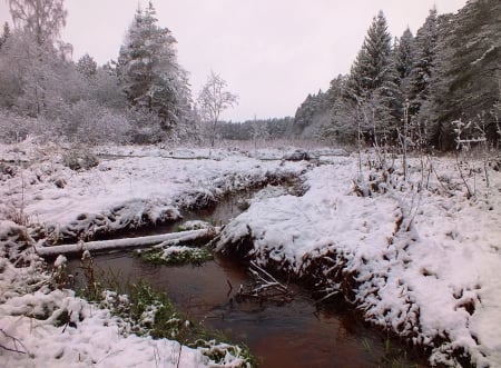 Winter. - winter, nature, forests, other