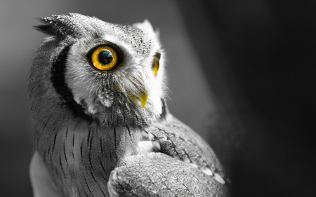 Owl - feather, black, bird, owl, white, pasare, bufnita, grey, yellow eyes