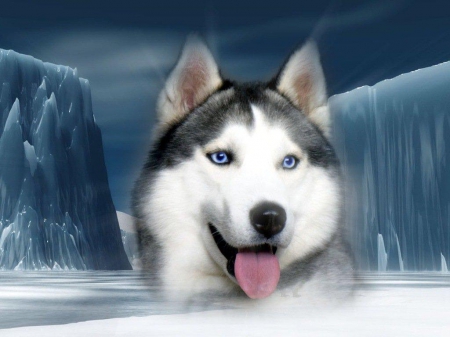 BEAUTIFUL HUSKEY - DOG, HUSKEY, HANDSOME, ALASKA