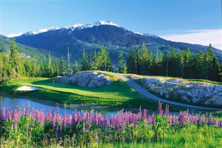 Morning Lupins - trees, pond, beautiful, spring, grass, forest, flowers, meadows, mountains, golf