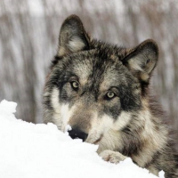 WOLF IN SNOW