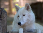 WHITE WOLF