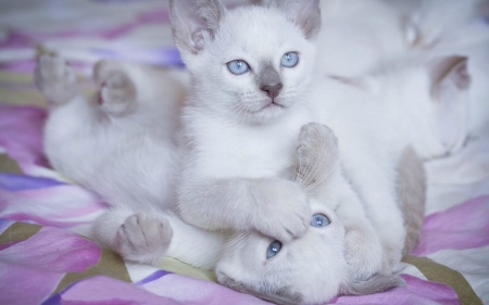 Cute Kittens - white, cats, blue eyes, kittens