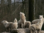 THE PACK ARCTIC WOLVES