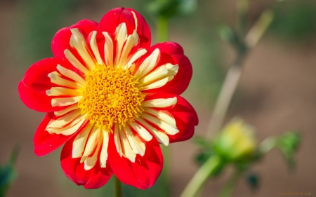 Beautiful Dahlia - flowers, nature, red, dahlia, closeup