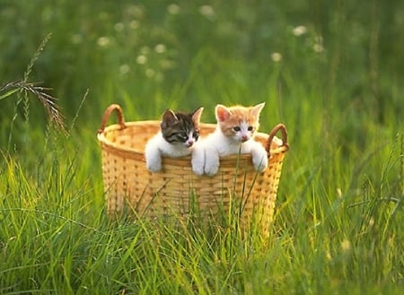 cute kittens in a basket - cats, animals, cute, kitten, basket