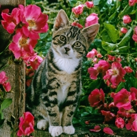 kitty among flowers