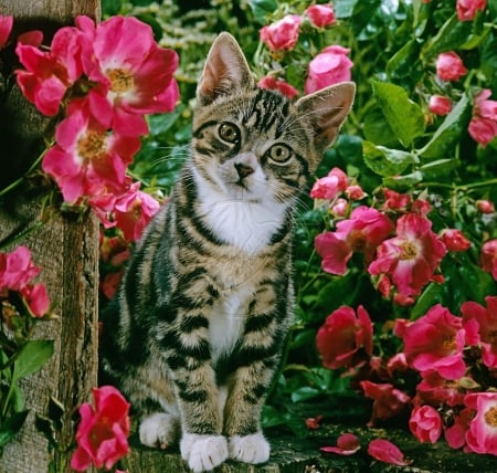 kitty among flowers - flowers, cats, kitty, animals